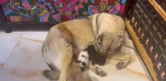 Mardin'de Sokağa Atılmış 3 Yavru Kediye Bir Köpek Annelik Yapıyor