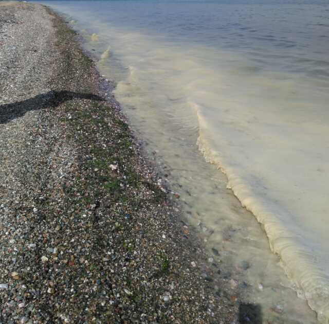 Müsilaj kabusu geri mi dönüyor? Tekirdağ, Mudanya, Gemlik Körfezi ve Erdek de risk altında Müsilaj kabusu geri mi dönüyor? Tekirdağ, Mudanya, Gemlik Körfezi ve Erdek de risk altında