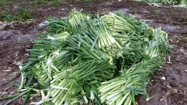 Üreticinin elinde kalan tonlarca pırasalar boş araziye atıldı Üreticinin elinde kalan tonlarca pırasalar boş araziye atıldı