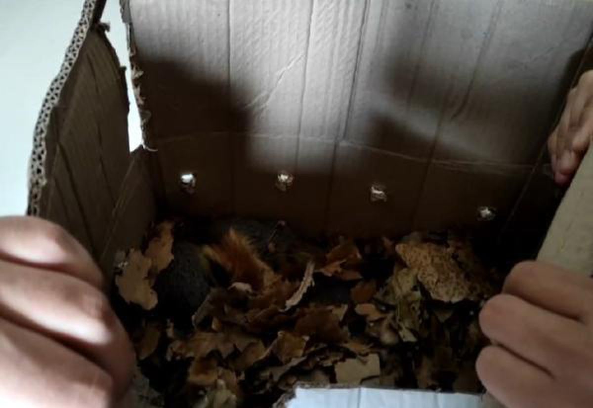 Yolcu otobüsünde kutu içerisinde 16 yavru sincap bulundu