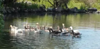 Buzları eriyen Çıldır Gölü, kuş cennetine döndü