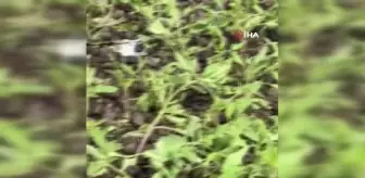 Siirt'te şiddetli rüzgar seralara zarar verdi