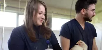 Üniversiteden 'kekik kokan tavuk' projesi