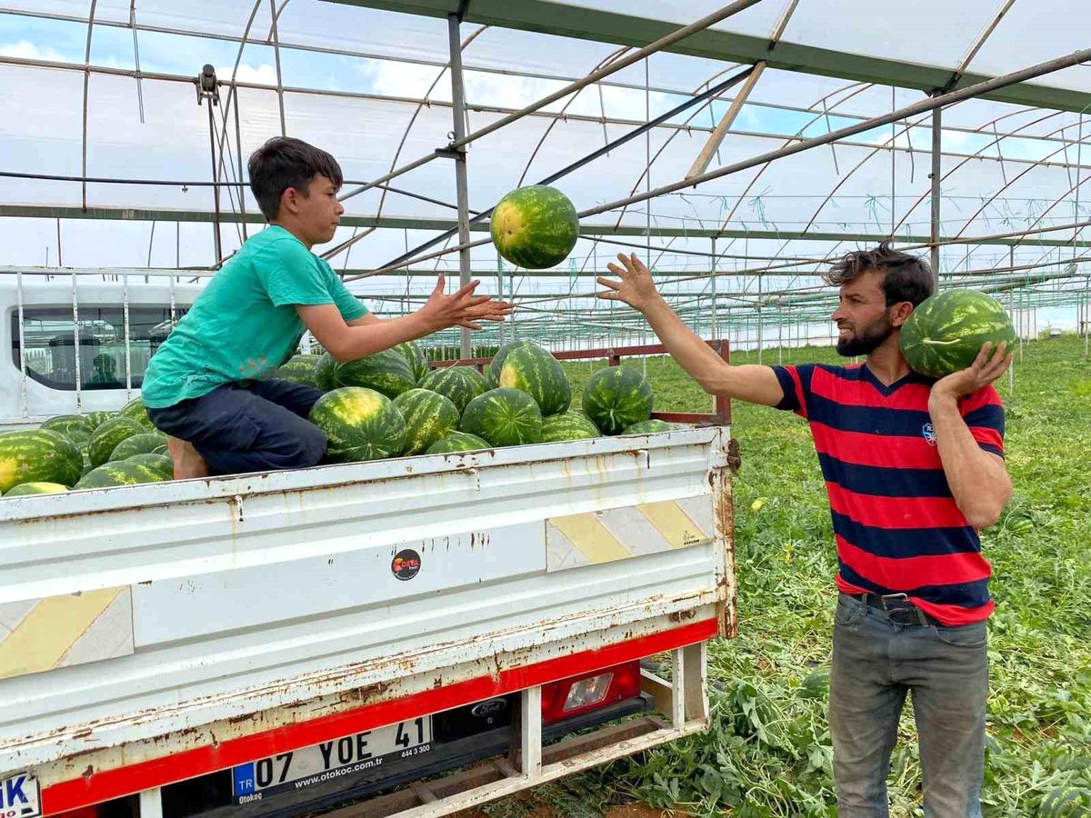 Antalya'da örtü altı karpuz hasatı başlandı