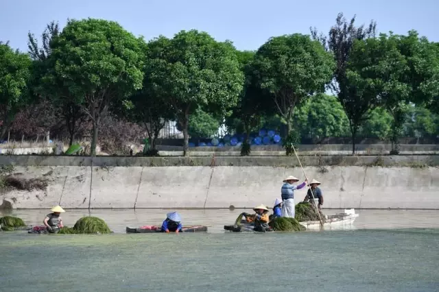 Çin'deki Datong Gölü Ekolojik Restorasyonla Yeni Bir Görünüm Kazandı Çin'deki Datong Gölü Ekolojik Restorasyonla Yeni Bir Görünüm Kazandı