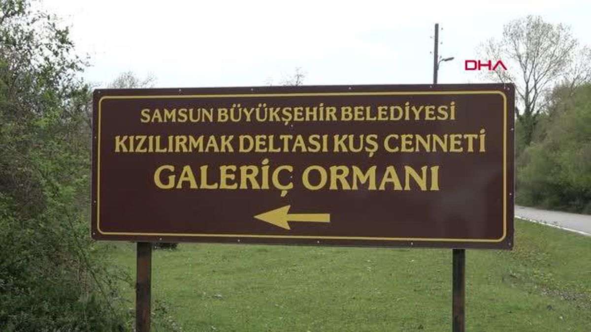GALERİÇ SUBASAR ORMANLARI SAMSUN'UN DOĞA HARİKASI