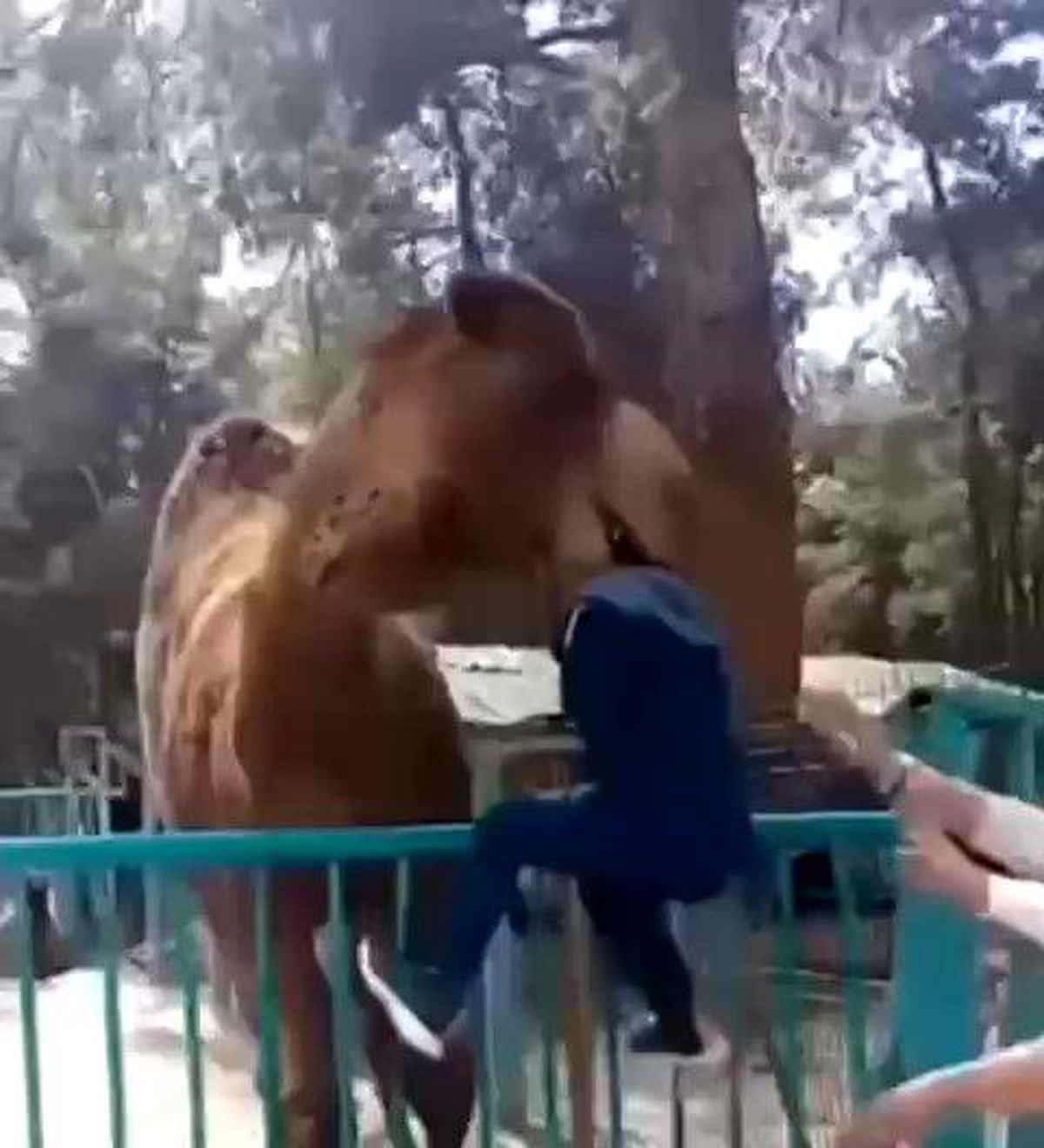 Hayvanat bahçesinde deveye fazla yaklaşan çocuk az daha canından oluyordu