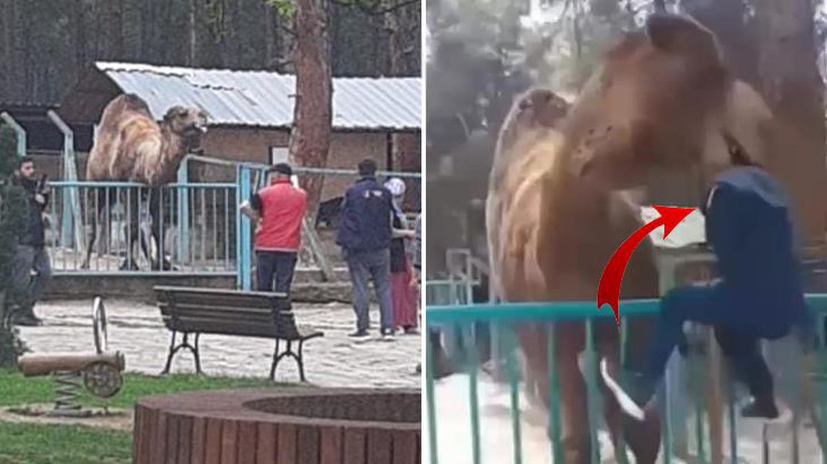 Hayvanat bahçesinde deveye fazla yaklaşan çocuk ölümden döndü