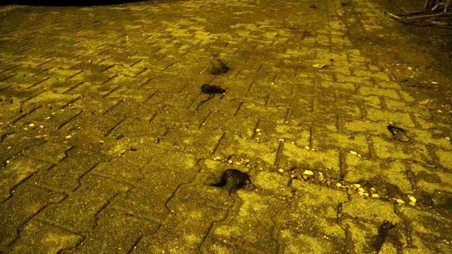 Kadınların saç baş yolduran kavgasında bıçaklanan polis memuru yaralandı