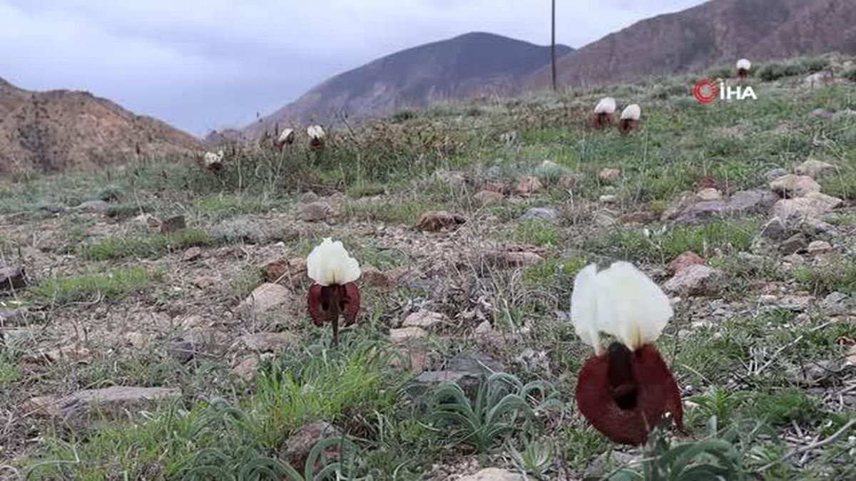 Doğada ot bitmeden 'kurt kulağı' çiçekleri açtı