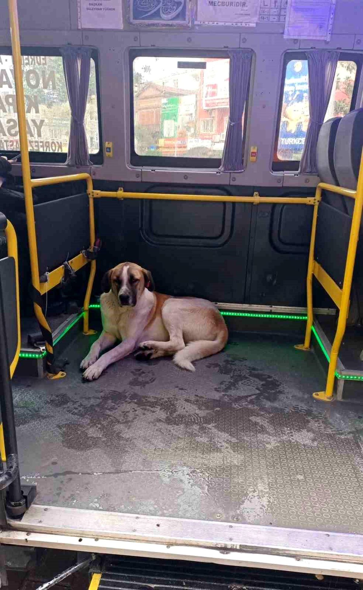 Edremit'te yolculuğu seven köpek minibüsçülerin maskotu oldu