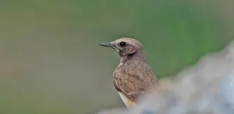 Kızılca kuyrukkakan, Mardin'de ilk kez objektife yakalandı