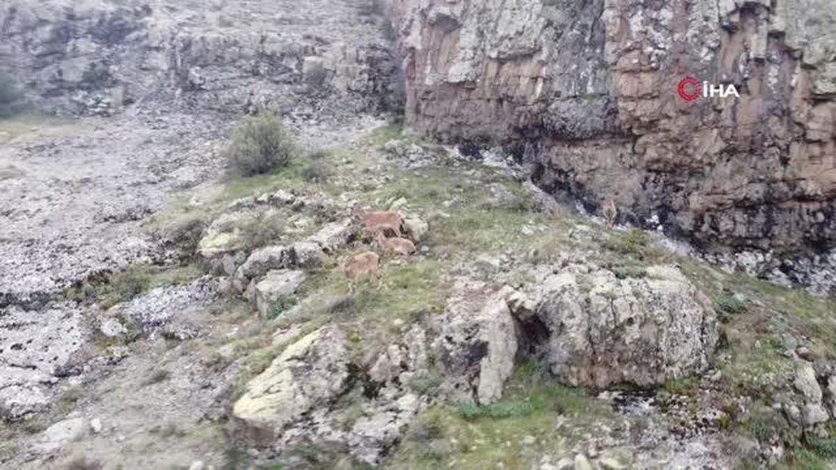 Dağların süsü yaban keçileri Gümüşhane'de böyle görüntülendi