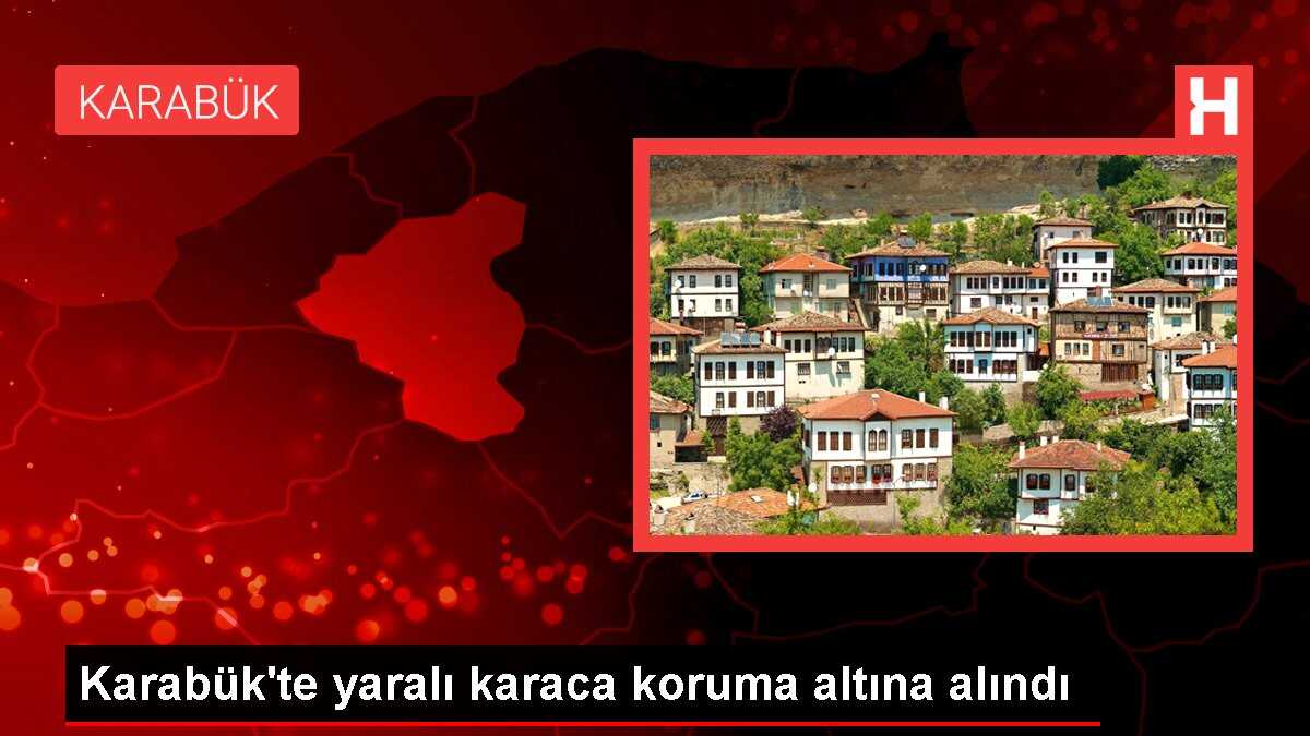 Karabük'te yaralı karaca koruma altına alındı