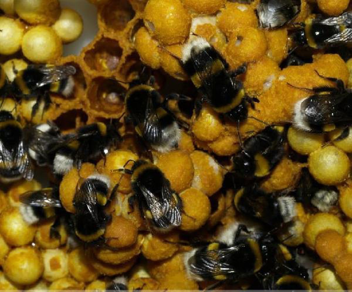 Laboratuvarda seralar için 'bombus arısı' üretildi