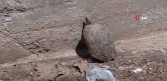 Şanlıurfa'da çocuklardan alkışlatan hareket: Çimle besledikleri kaplumbağayı hayata bağladılar