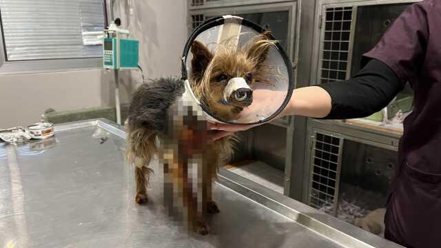 Şehrin ortasında 'Pitbull' vahşeti Şehrin ortasında 'Pitbull' vahşeti