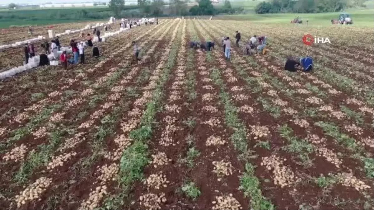 Turfanda patates hasadı başladı, bu yıl verim yüksek