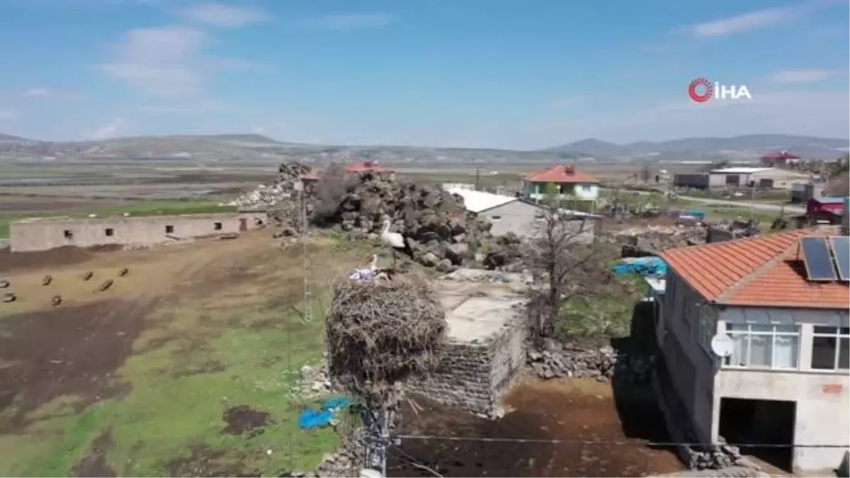 Göçmen leylekler Hürmetçi Sazlığı'nda