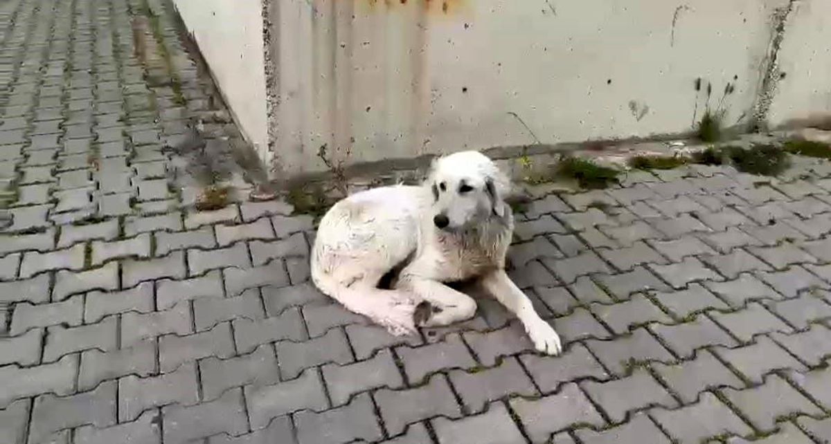İzmir'de köpeğe işkence anbean kamerada