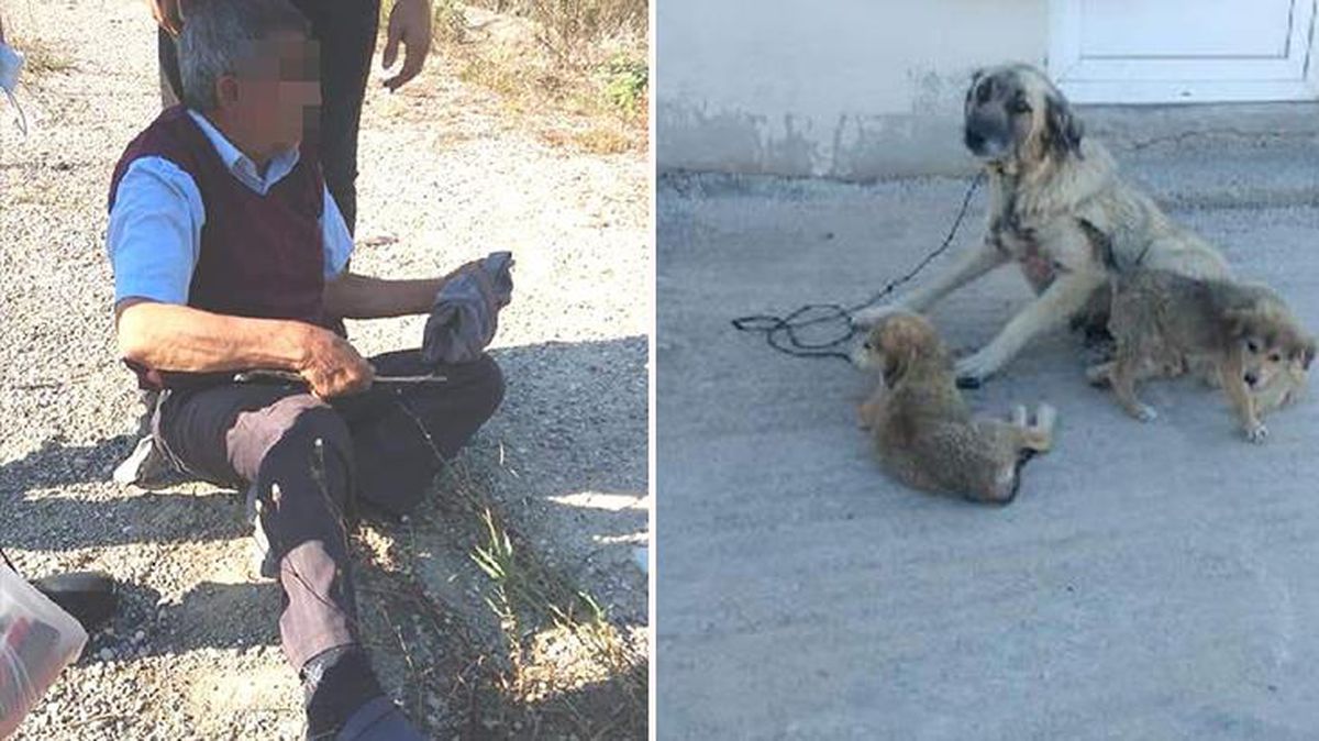 Kocaeli'de ağaca bağladığı köpeğe cinsel saldırıda bulunan yaşlı adama 5 ay hapis ve 600 TL para cezası