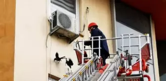 Karacabey'de Mahsur Kalan Kargalar İtfaiye Ekipleri Tarafından Kurtarıldı