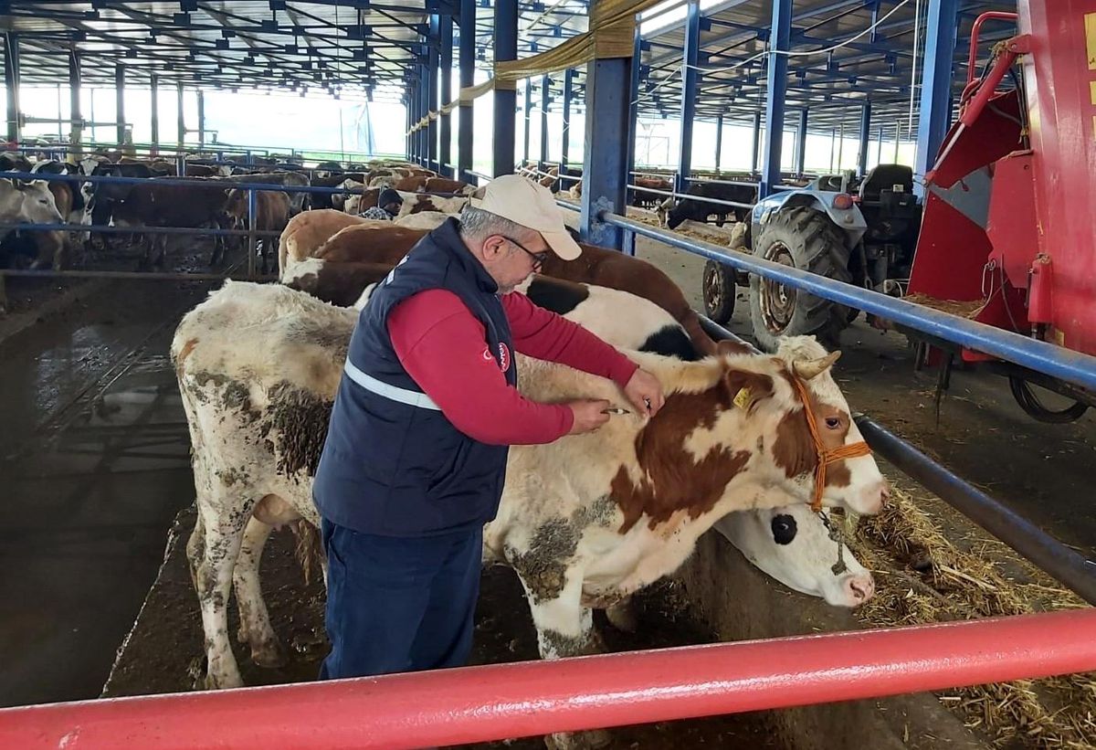 Manisa'da hayvan hareketleri kısıtlaması 28 Nisan'da sona eriyor