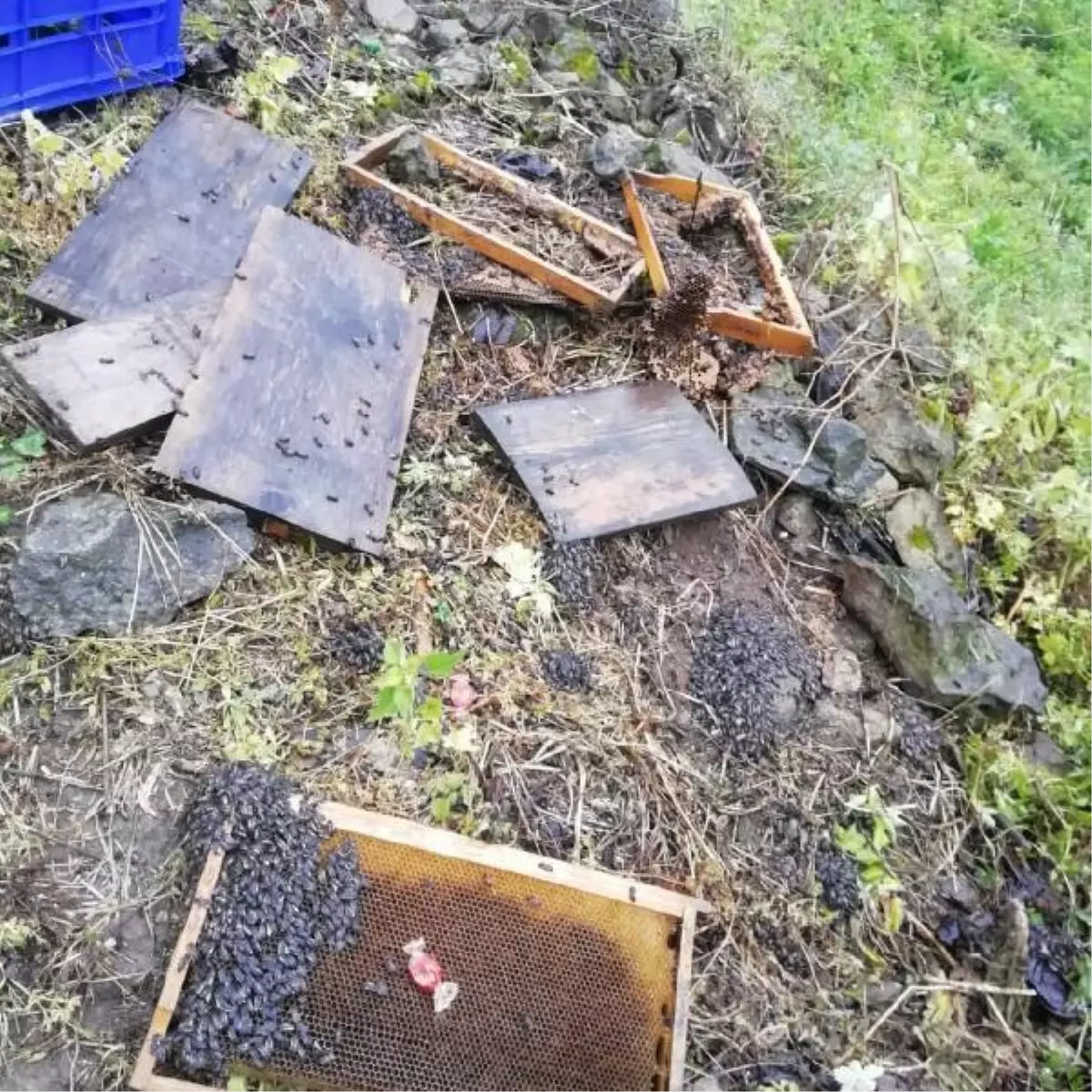 Aç kalan ayı 3 arı kovanını parçaladı