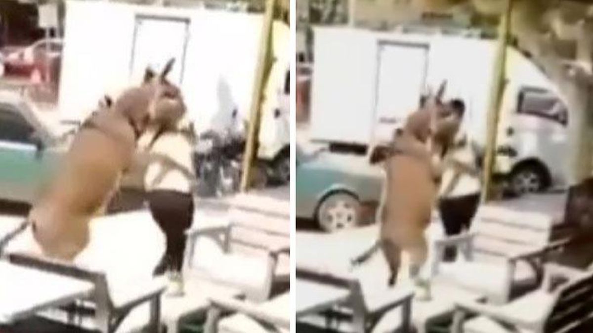 Eşeğin üzerine atladığı vatandaş, dükkana kaçarak zor kurtuldu