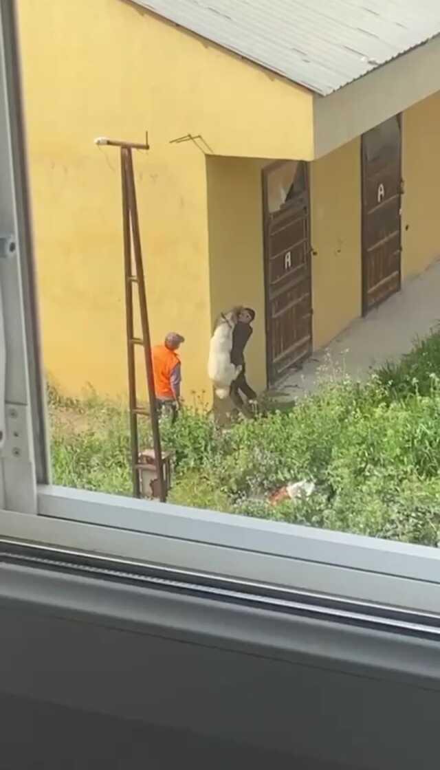 İzmir'de bir şahsın köpeğe işkence anları anbean kamerada! Havaya kaldırıp beton zemine çarptı