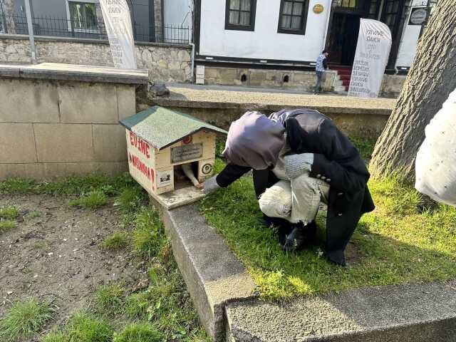 Kastamonu'da kuyrukları kesilen kediler için 'kara büyü' iddiası