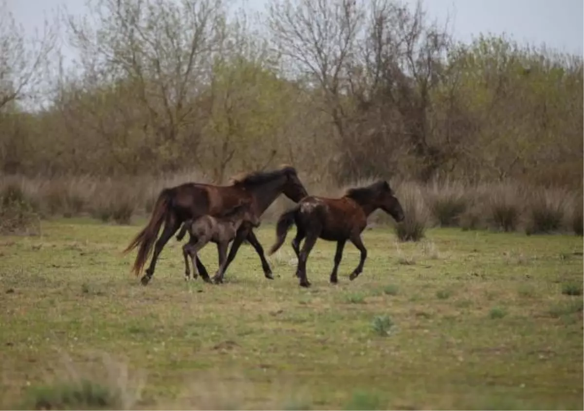 Kızılırmak Deltası'nın yılkı atları
