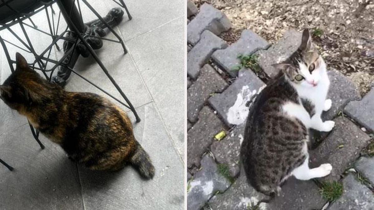 Kuyrukları kesilen kediler mahalle esnafını ayaklandırdı! 'Kara büyü' iddiası vahim