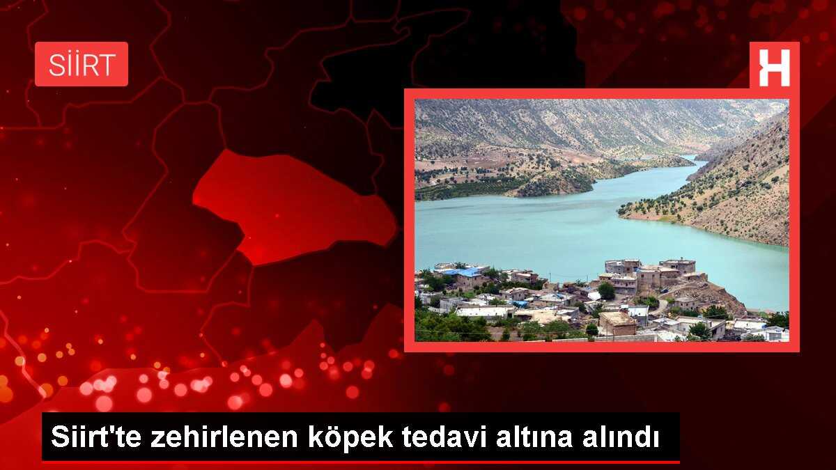 Siirt'te zehirlenen köpek tedavi altına alındı