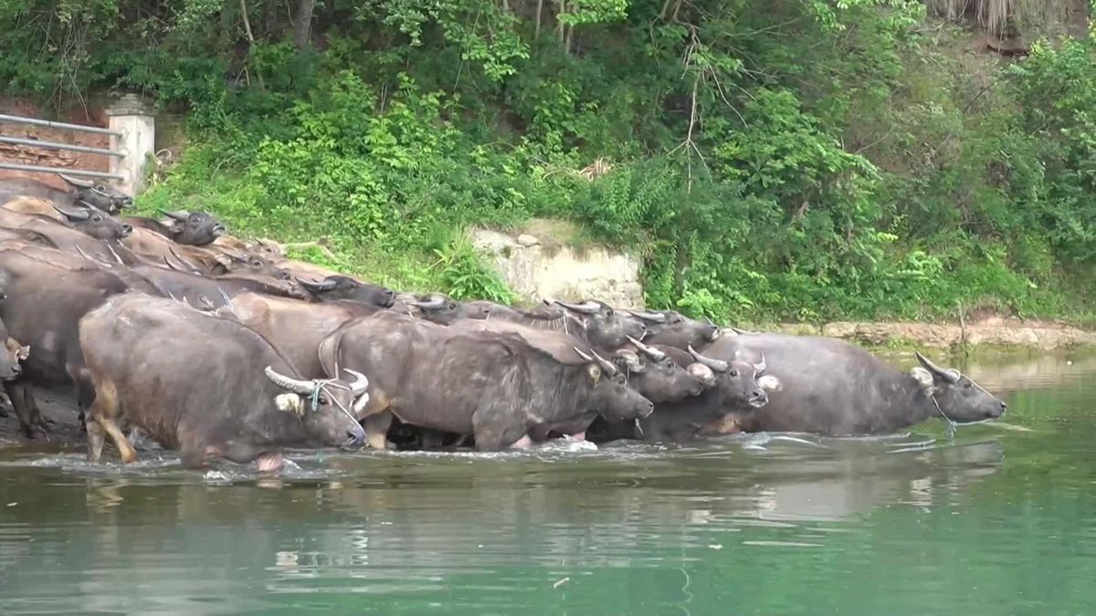 Yüzlerce Bufalo Çin'deki Jialing Nehri'ni Aştı