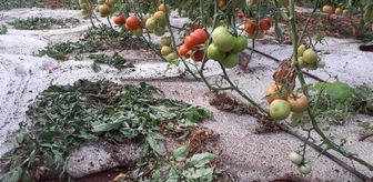 Mersin'de dolu yağışı seralara zarar verdi
