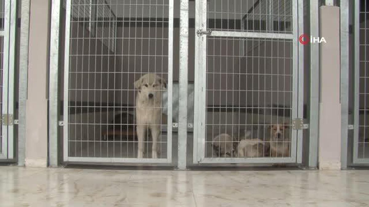 Kahraman köpek Proteo'nun isminin yaşatıldığı merkez sokak hayvanlarına şifa oluyor