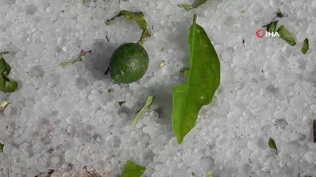 Şiddetli dolu serayı çökertti, açıktaki ürünlere ağır hasar verdi
