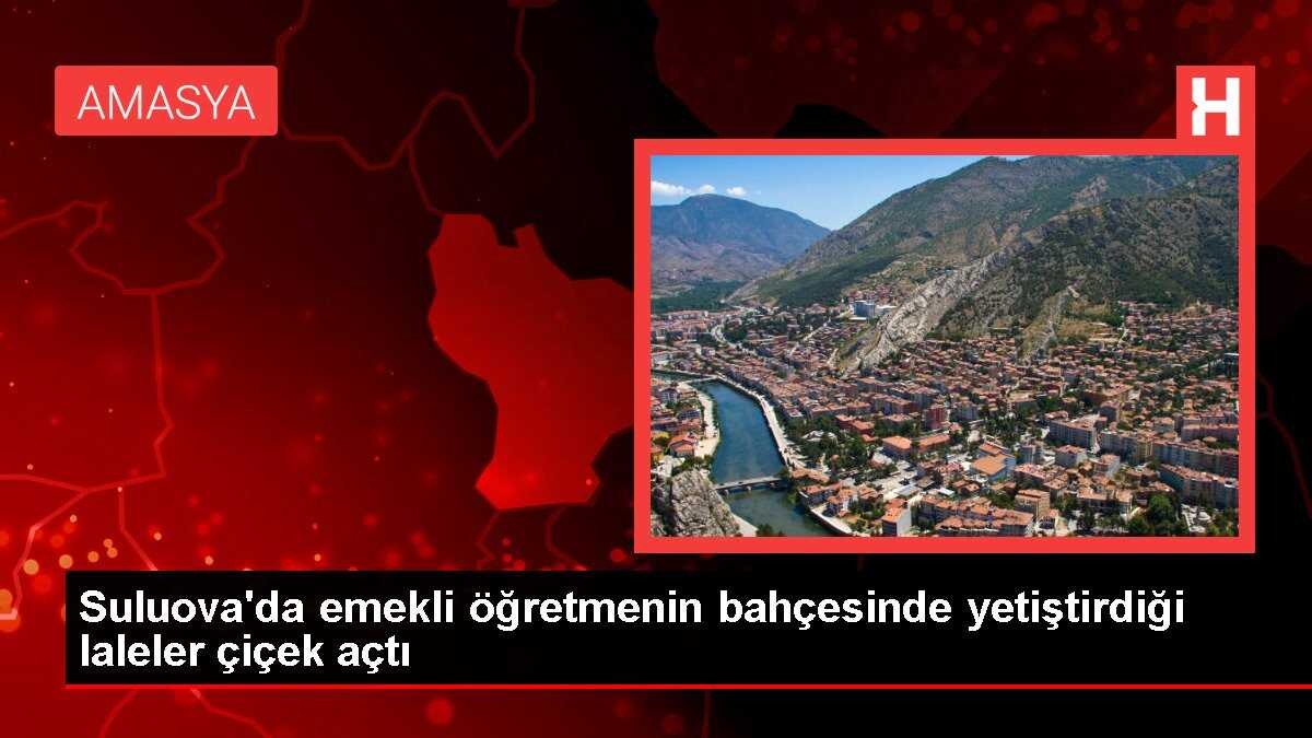 Suluova'da emekli öğretmenin bahçesinde yetiştirdiği laleler çiçek açtı