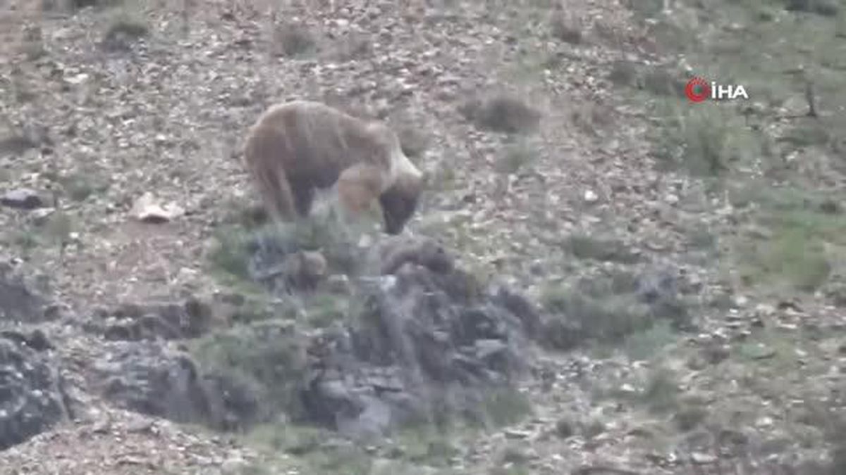 Tunceli'de anne ayı, 4 yavrusuyla yiyecek ararken görüntülendi