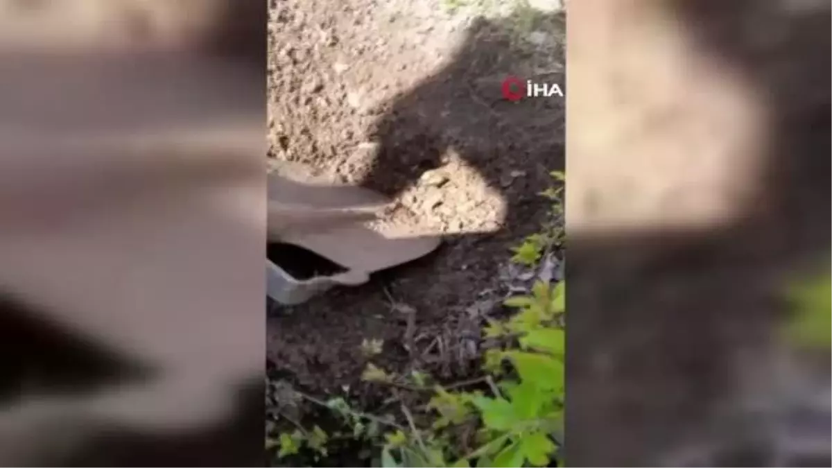 Bahçede toprağı kazarken 'Anadolu Semender'ini görüntüledi