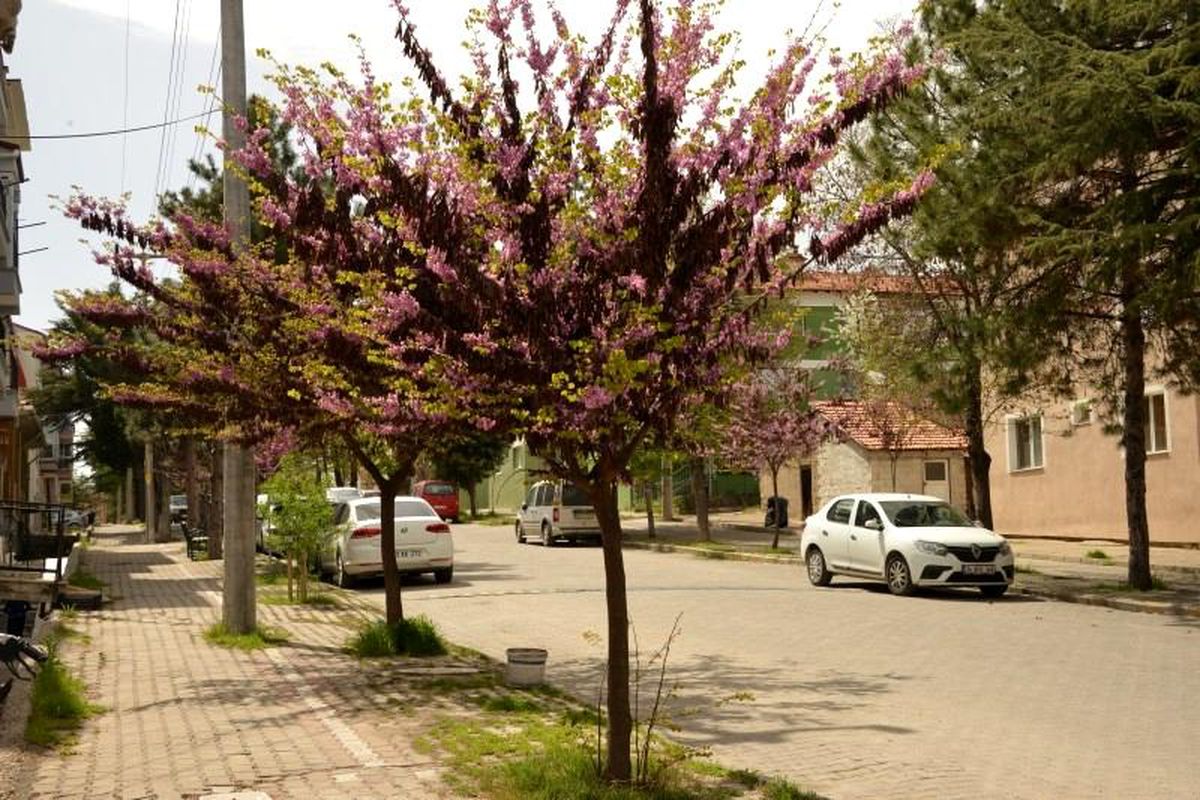 Erguvanlar Gediz'in caddelerini süslüyor