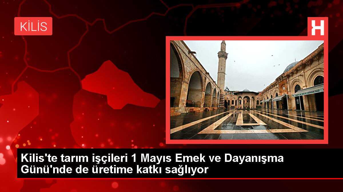 Kilis'te tarım işçileri 1 Mayıs Emek ve Dayanışma Günü'nde de üretime katkı sağlıyor