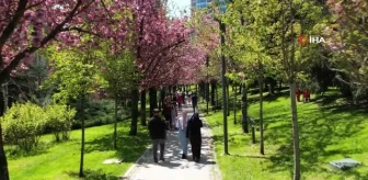 Baharın müjdeleyicisi 'sakura ağaçları'ndan görsel şölen