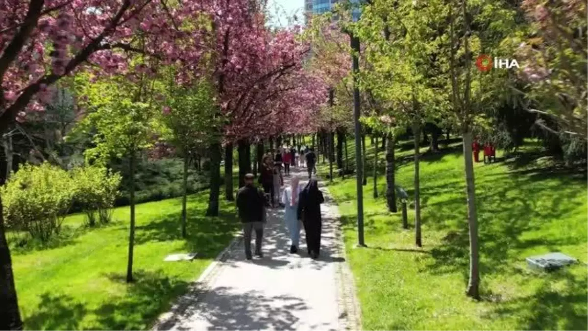 Baharın müjdeleyicisi 'sakura ağaçları'ndan görsel şölen