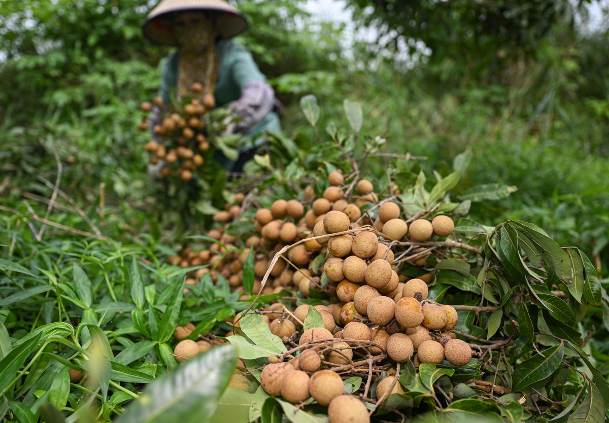 Çin'de Longan Meyvesinin Hasadı Başladı