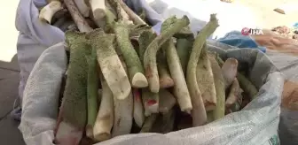 Tam bir şifa deposu: Doğunun muzu 'ışkın' tezgahlarda yerini aldı