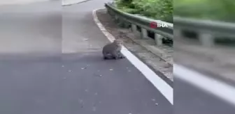 Tayvan'da maymun kedi yavrusunu kaçırdı