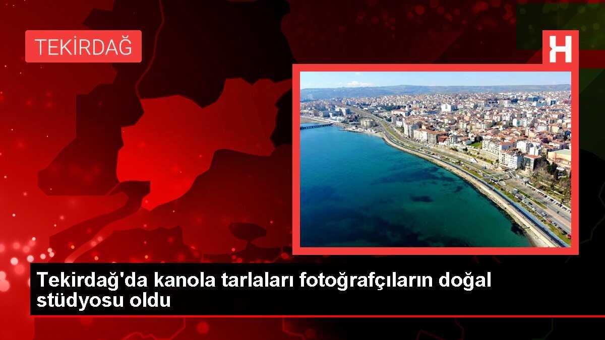 Tekirdağ'da kanola tarlaları fotoğrafçıların doğal stüdyosu oldu