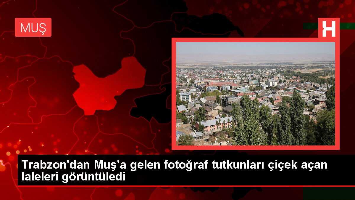 Trabzon'dan Muş'a gelen fotoğraf tutkunları çiçek açan laleleri görüntüledi